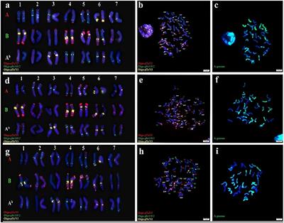 Molecular cytogenetic identification and nutritional composition evaluation of newly synthesized Triticum turgidum-Triticum boeoticum amphiploids (AABBAbAb)